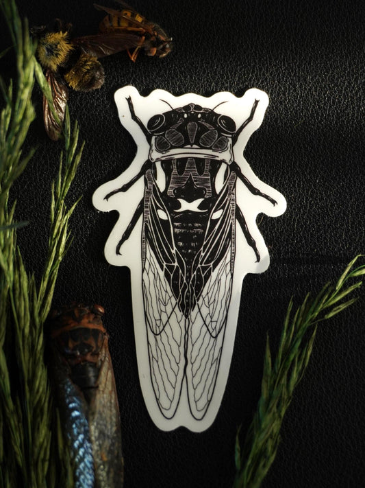 Cicada Sticker